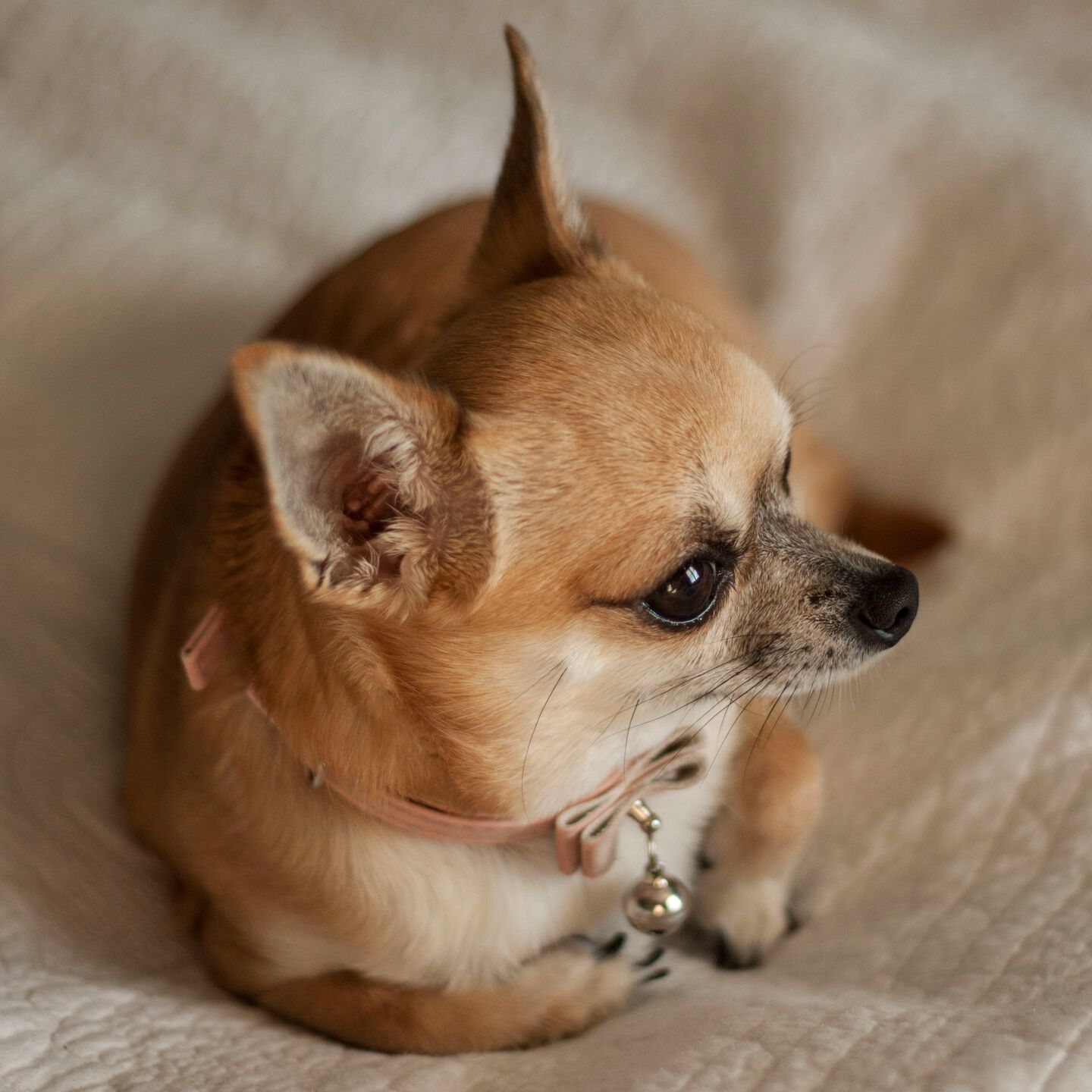 <b>WHAT&rsquo;S THE BEST FOOD FOR SMALL DOG BREEDS?</b><br><br>From the type of food to meals per day &ndash; here&rsquo;s what to consider...</br>